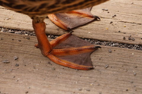 American Black Duck foot (Anas rubripes) See here:
http://www.jungledragon.com/image/32040/american_black_duck_family_anas_rubripes.html American Black Duck,Anas,Anas rubripes,Anatidae,Anatinae,Animal,Anseriformes,Bird,Dabbling Duck,Duck,Geotagged,Nature,United States,Vertebrate
