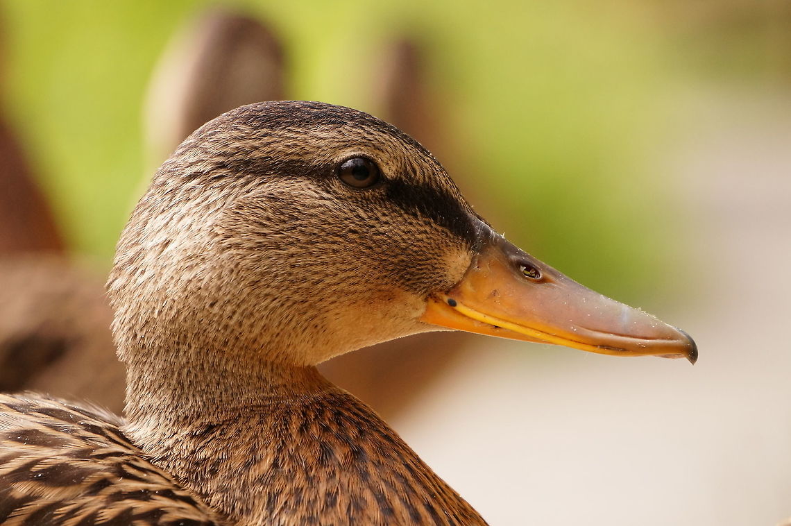 American Black Duck portrait (Anas rubripes) See here:<br />
<figure class="photo"><a href="https://www.jungledragon.com/image/32040/american_black_duck_family_anas_rubripes.html" title="American Black Duck family (Anas rubripes)"><img src="https://s3.amazonaws.com/media.jungledragon.com/images/1559/32040_thumb.JPG?AWSAccessKeyId=05GMT0V3GWVNE7GGM1R2&Expires=1767225610&Signature=Xv8qGDZKNNip0Zw4l1fuJ2%2BgSAg%3D" width="200" height="134" alt="American Black Duck family (Anas rubripes) A family (raft? team? flock? paddling? everywhere says what the terms are for ducks in water and in the air, but none say for when they&#039;re on dry ground!) of very friendly, very sleepy American Black Ducks. Somebody had come along and fed them before we passed by, so I took advantage of their friendliness and stuck around a while to take some photos.<br />
<br />
http://www.jungledragon.com/image/32038/american_black_duck_foot_anas_rubripes.html<br />
http://www.jungledragon.com/image/32039/american_black_duck_portrait_anas_rubripes.html<br />
http://www.jungledragon.com/image/32041/nap_time.html American Black Duck,Anas,Anas rubripes,Anatidae,Anatinae,Animal,Anseriformes,Bird,Dabbling Duck,Duck,Geotagged,Nature,United States,Vertebrate" /></a></figure> American Black Duck,Anas,Anas rubripes,Anatidae,Anatinae,Animal,Anseriformes,Bird,Dabbling Duck,Duck,Geotagged,Nature,United States,Vertebrate