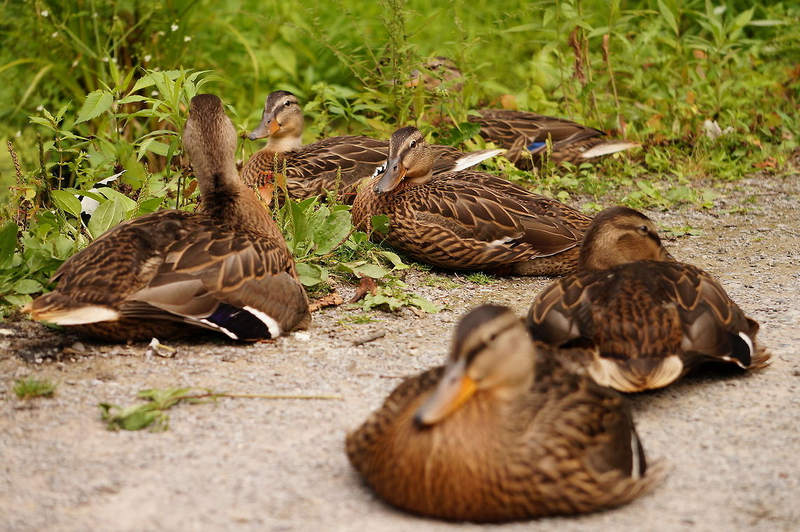 American Black Duck family (Anas rubripes) A family (raft? team? flock? paddling? everywhere says what the terms are for ducks in water and in the air, but none say for when they're on dry ground!) of very friendly, very sleepy American Black Ducks. Somebody had come along and fed them before we passed by, so I took advantage of their friendliness and stuck around a while to take some photos.<br />
<br />
<figure class="photo"><a href="https://www.jungledragon.com/image/32038/american_black_duck_foot_anas_rubripes.html" title="American Black Duck foot (Anas rubripes)"><img src="https://s3.amazonaws.com/media.jungledragon.com/images/1559/32038_thumb.JPG?AWSAccessKeyId=05GMT0V3GWVNE7GGM1R2&Expires=1769040010&Signature=2DO3Pe8LOBxYMokYxe5qiZ7J6Xk%3D" width="200" height="134" alt="American Black Duck foot (Anas rubripes) See here:<br />
http://www.jungledragon.com/image/32040/american_black_duck_family_anas_rubripes.html American Black Duck,Anas,Anas rubripes,Anatidae,Anatinae,Animal,Anseriformes,Bird,Dabbling Duck,Duck,Geotagged,Nature,United States,Vertebrate" /></a></figure><br />
<figure class="photo"><a href="https://www.jungledragon.com/image/32039/american_black_duck_portrait_anas_rubripes.html" title="American Black Duck portrait (Anas rubripes)"><img src="https://s3.amazonaws.com/media.jungledragon.com/images/1559/32039_thumb.JPG?AWSAccessKeyId=05GMT0V3GWVNE7GGM1R2&Expires=1769040010&Signature=rvhS3JSFePweyrQGE8nevftHvx4%3D" width="200" height="134" alt="American Black Duck portrait (Anas rubripes) See here:<br />
http://www.jungledragon.com/image/32040/american_black_duck_family_anas_rubripes.html American Black Duck,Anas,Anas rubripes,Anatidae,Anatinae,Animal,Anseriformes,Bird,Dabbling Duck,Duck,Geotagged,Nature,United States,Vertebrate" /></a></figure><br />
<figure class="photo"><a href="https://www.jungledragon.com/image/32041/nap_time.html" title="Nap Time!"><img src="https://s3.amazonaws.com/media.jungledragon.com/images/1559/32041_thumb.JPG?AWSAccessKeyId=05GMT0V3GWVNE7GGM1R2&Expires=1769040010&Signature=Sl1H6LDjhJnpQVo8169j5o0E%2FGA%3D" width="200" height="134" alt="Nap Time! See here:<br />
http://www.jungledragon.com/image/32040/american_black_duck_family_anas_rubripes.html American Black Duck,Anas,Anas rubripes,Anatidae,Anatinae,Animal,Anseriformes,Bird,Dabbling Duck,Duck,Geotagged,Nature,United States,Vertebrate" /></a></figure> American Black Duck,Anas,Anas rubripes,Anatidae,Anatinae,Animal,Anseriformes,Bird,Dabbling Duck,Duck,Geotagged,Nature,United States,Vertebrate