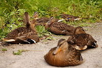 American Black Duck family (Anas rubripes) A family (raft? team? flock? paddling? everywhere says what the terms are for ducks in water and in the air, but none say for when they're on dry ground!) of very friendly, very sleepy American Black Ducks. Somebody had come along and fed them before we passed by, so I took advantage of their friendliness and stuck around a while to take some photos.<br />
<br />
http://www.jungledragon.com/image/32038/american_black_duck_foot_anas_rubripes.html<br />
http://www.jungledragon.com/image/32039/american_black_duck_portrait_anas_rubripes.html<br />
http://www.jungledragon.com/image/32041/nap_time.html American Black Duck,Anas,Anas rubripes,Anatidae,Anatinae,Animal,Anseriformes,Bird,Dabbling Duck,Duck,Geotagged,Nature,United States,Vertebrate