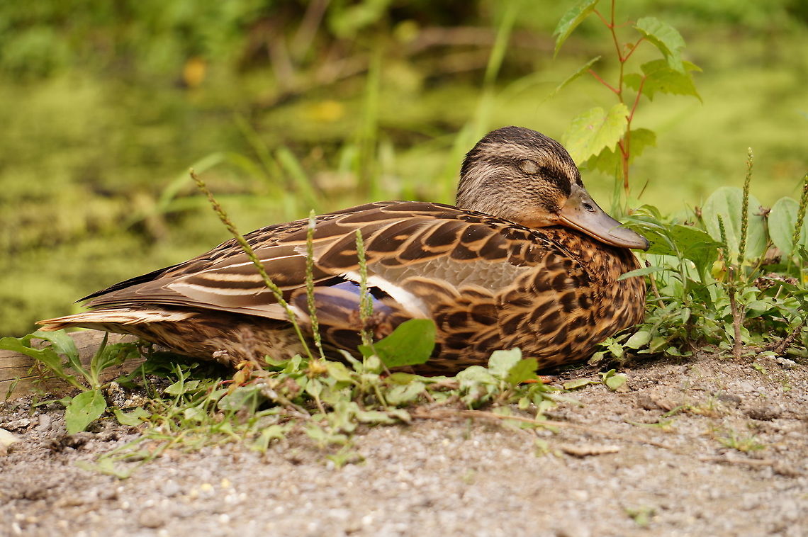 Nap Time! See here:<br />
<figure class="photo"><a href="https://www.jungledragon.com/image/32040/american_black_duck_family_anas_rubripes.html" title="American Black Duck family (Anas rubripes)"><img src="https://s3.amazonaws.com/media.jungledragon.com/images/1559/32040_thumb.JPG?AWSAccessKeyId=05GMT0V3GWVNE7GGM1R2&Expires=1769040010&Signature=4y7TFMI0YKgjzVkIXk4eTrNBNHE%3D" width="200" height="134" alt="American Black Duck family (Anas rubripes) A family (raft? team? flock? paddling? everywhere says what the terms are for ducks in water and in the air, but none say for when they're on dry ground!) of very friendly, very sleepy American Black Ducks. Somebody had come along and fed them before we passed by, so I took advantage of their friendliness and stuck around a while to take some photos.<br />
<br />
http://www.jungledragon.com/image/32038/american_black_duck_foot_anas_rubripes.html<br />
http://www.jungledragon.com/image/32039/american_black_duck_portrait_anas_rubripes.html<br />
http://www.jungledragon.com/image/32041/nap_time.html American Black Duck,Anas,Anas rubripes,Anatidae,Anatinae,Animal,Anseriformes,Bird,Dabbling Duck,Duck,Geotagged,Nature,United States,Vertebrate" /></a></figure> American Black Duck,Anas,Anas rubripes,Anatidae,Anatinae,Animal,Anseriformes,Bird,Dabbling Duck,Duck,Geotagged,Nature,United States,Vertebrate