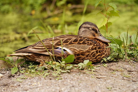 Nap Time! See here:
http://www.jungledragon.com/image/32040/american_black_duck_family_anas_rubripes.html American Black Duck,Anas,Anas rubripes,Anatidae,Anatinae,Animal,Anseriformes,Bird,Dabbling Duck,Duck,Geotagged,Nature,United States,Vertebrate