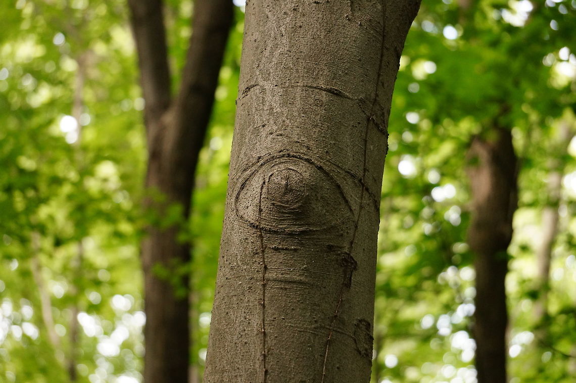 The trees have eyes...  American beech,Angiospermae,Beech,Fagaceae,Fagales,Fagus,Fagus grandifolia,Fagus grandifoliaAmerican beech,Flowering Plant,Geotagged,Henrietta,Nature,New York State,North American beech,Plant,Rochester,Tinker Nature Park,United States,United States of America