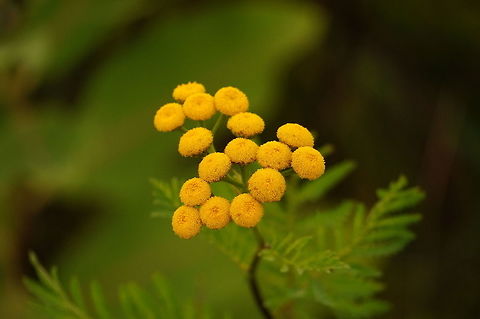 Tansy (Tanacetum vulgare)  Angiospermae,Anthemideae,Asteraceae,Asterales,Asteroideae,Flowering Plant,Geotagged,Nature,Plant,Tanacetum,Tanacetum vulgare,Tansy,United States