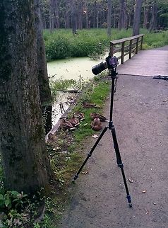 Very trusting American Black Duck family  American Black Duck,Anas rubripes,Geotagged,Summer,United States