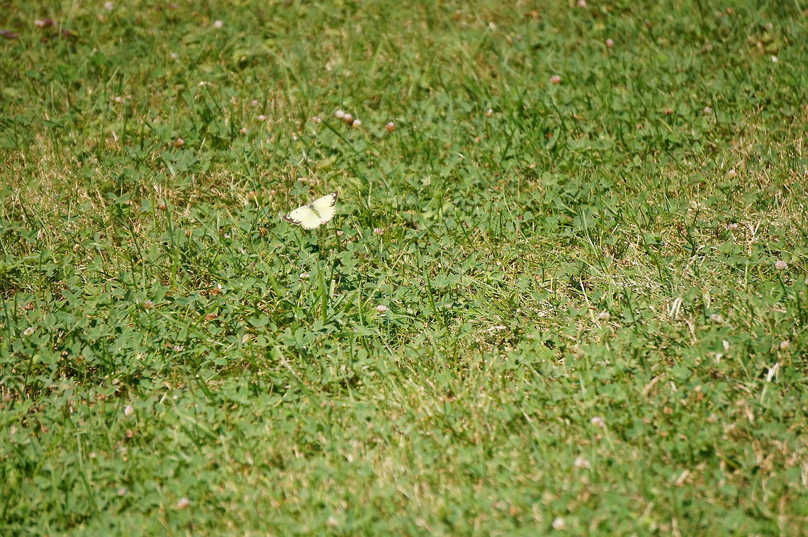 Clouded Sulphur (Colias philodice)  Animal,Arthropod,Butterfly,Clouded Sulphur,Colias,Colias philodice,Geotagged,Insect,Lepidoptera,Nature,Pieridae,United States