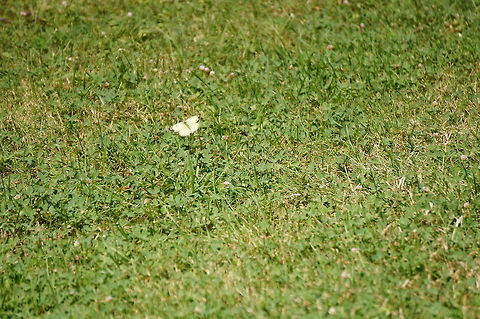 Clouded Sulphur (Colias philodice)  Animal,Arthropod,Butterfly,Clouded Sulphur,Colias,Colias philodice,Geotagged,Insect,Lepidoptera,Nature,Pieridae,United States