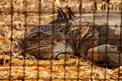 Green Iguana (Iguana iguana)  Animal,Common Green Iguana,Geotagged,Green Iguana,Green iguana,Iguana,Iguana iguana,Iguania,Iguanidae,Lizard,Nature,New York State,Reptile,Rochester,Scaled Reptile,Seneca Park Zoo,Squamata,United States,United States of America,Vertebrate