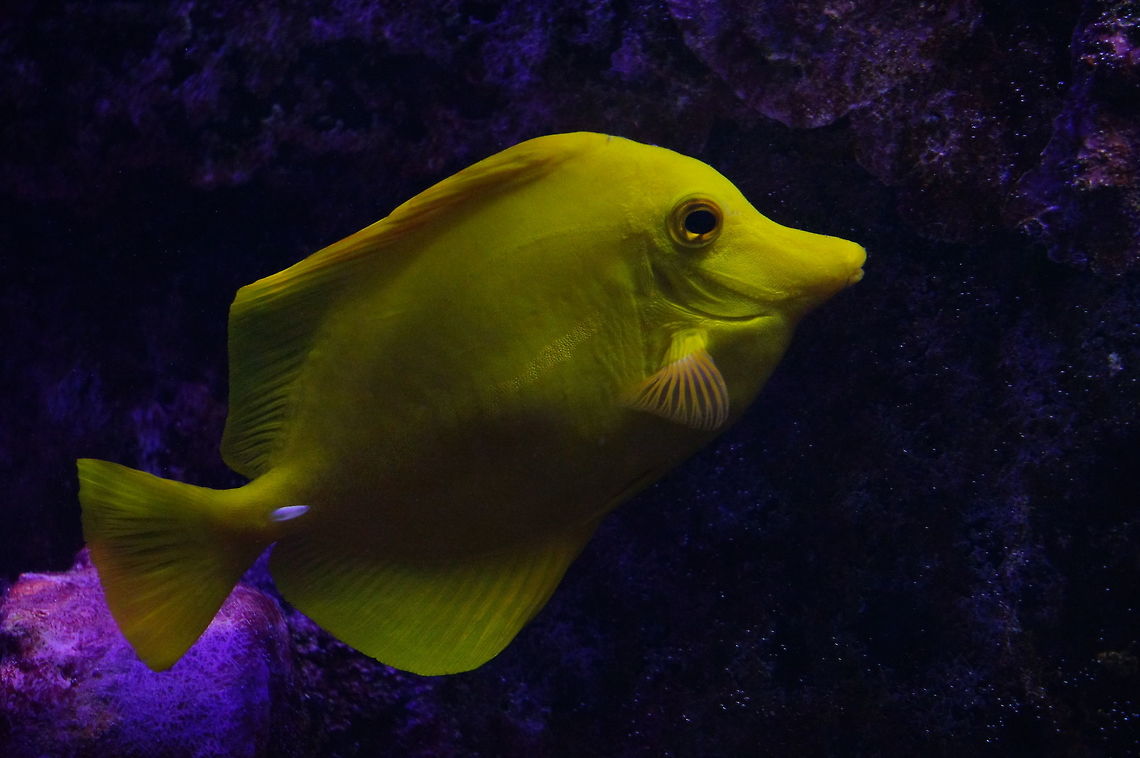 Yellow Tang (Zebrasoma flavescens)  Acanthuridae,Actinopterygii,Animal,Fish,Geotagged,Nature,New York State,Perciformes,Ray-Finned Fish,Rochester,Seneca Park Zoo,United States,United States of America,Vertebrate,Yellow Tang,Yellow tang,Zebrasoma,Zebrasoma flavescens