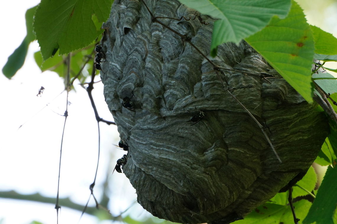 Bald-faced Hornet (Dolichovespula maculata)  Animal,Apocrita,Arthropod,Bald-faced hornet,Dolichovespula,Dolichovespula maculata,Geotagged,Hive,Hymenoptera,Insect,Nature,Nest,United States,Vespidae,Wasp