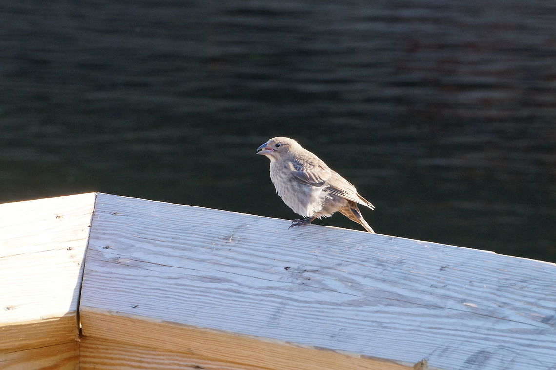 House Finch (Haemorhous mexicanus)  American Rosefinch,Animal,Bird,Carpodacus mexicanus,Finch,Fringillidae,Geotagged,Haemorhous,Haemorhous mexicanus,House Finch,Nature,Passeriformes,Perching Bird,United States,Vertebrate