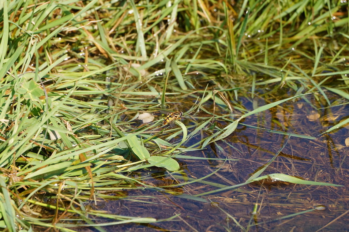 Helophilus latifrons  Animal,Arthropod,Diptera,Fly,Geotagged,Helophilus,Helophilus latifrons,Hoverfly,Insect,Nature,Syrphidae,United States