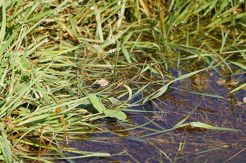 Helophilus latifrons  Animal,Arthropod,Diptera,Fly,Geotagged,Helophilus,Helophilus latifrons,Hoverfly,Insect,Nature,Syrphidae,United States