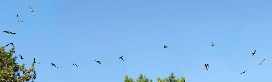 3 Seconds of Barn Swallow Flight A composite of 17 shots of a single barn swallow flying around catching insects. I was quite happy to find that I kept the swallow in reasonable focus and in frame for so long.<br />
It would've been 19, but frames 3 and 4 overlapped, and frame 19 only got half a swallow.<br />
<br />
The flight pattern seems a lot more predictable in still form than in person... I've got lots of clear blue sky shots in my Recycle Bin to prove it. Animal,Barn Swallow,Bird,Braddock Bay,Geotagged,Hirundinidae,Hirundo,Hirundo rustica,Nature,New York State,Passeri,Passeriformes,Perching Bird,Rochester,Songbird,Summer,Swallow,United States,United States of America
