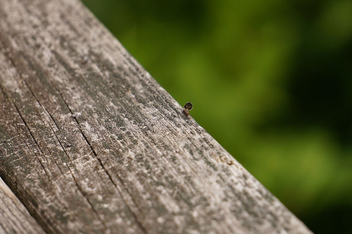 Peacock Fly (Callopistromyia annulipes)  Animal,Arthropod,Callopistromyia,Callopistromyia annulipes,Diptera,Fly,Geotagged,Insect,Mendon Ponds County Park,Nature,Peacock Fly,Ulidiidae,United States