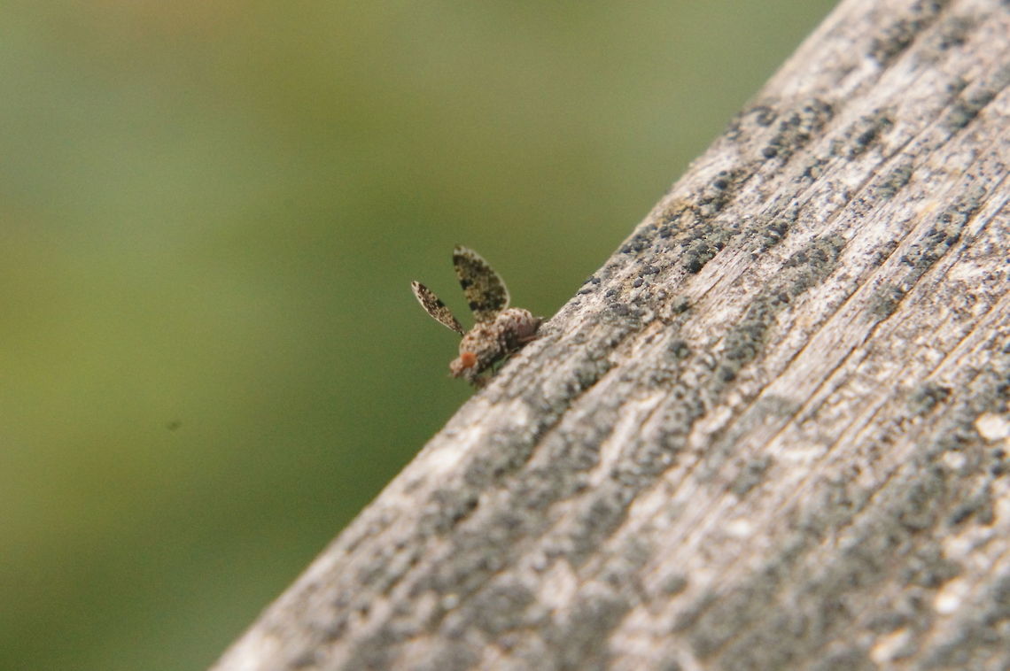 Peacock Fly (Callopistromyia annulipes)  Animal,Arthropod,Callopistromyia,Callopistromyia annulipes,Diptera,Fly,Geotagged,Insect,Mendon Ponds County Park,Nature,Peacock Fly,Ulidiidae,United States