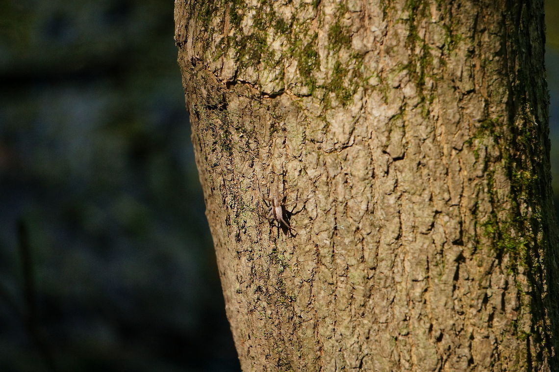 Pisaurina mira  Animal,Arachnid,Araneae,Arthropod,Geotagged,Nature,Nursery web spider,Pisauridae,Pisaurina,Pisaurina mira,Spider,United States