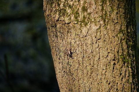 Pisaurina mira  Animal,Arachnid,Araneae,Arthropod,Geotagged,Nature,Nursery web spider,Pisauridae,Pisaurina,Pisaurina mira,Spider,United States