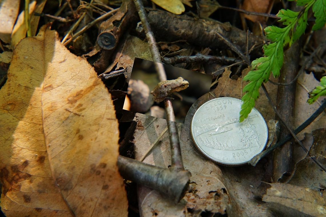 Spring Peeper (Pseudacris crucifer) US Quarter for scale. Not perfect, since I didn&#039;t keep the same angle for both shots (and unfortunately I scared it away when pulling out the quarter), but close enough that it gives a  good idea on how tiny this guy was.<br />
<br />
For more detail:<br />
<figure class="photo"><a href="https://www.jungledragon.com/image/32475/spring_peeper_pseudacris_crucifer.html" title="Spring peeper (Pseudacris crucifer)"><img src="https://s3.amazonaws.com/media.jungledragon.com/images/1559/32475_thumb.JPG?AWSAccessKeyId=05GMT0V3GWVNE7GGM1R2&Expires=1767225610&Signature=3ke1TVmtWaiGmzs50pv3ESLrrls%3D" width="200" height="134" alt="Spring peeper (Pseudacris crucifer) I *thought* this guy is the new record for the smallest American Toad I&#039;ve seen so far... but I was wrong! It&#039;s a Spring Peeper (which explains the tiny size a lot more)!<br />
<br />
For a better idea on the scale:<br />
http://www.jungledragon.com/image/32474/american_toad_anaxyrus_americanus.html Amphibian,Animal,Anura,Chorus Frog,Frog,Geotagged,Hylidae,Nature,Pseudacris,Pseudacris crucifer,Spring peeper,United States,Vertebrate" /></a></figure> Amphibian,Animal,Anura,Chorus Frog,Coin,Frog,Geotagged,Hylidae,Money,Nature,Pseudacris,Pseudacris crucifer,Spring peeper,Summer,US Quarter,United States,Vertebrate