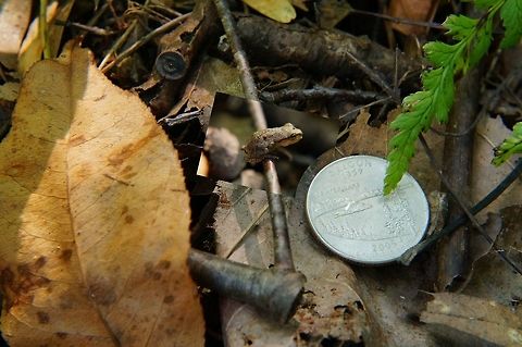 Spring Peeper (Pseudacris crucifer) US Quarter for scale. Not perfect, since I didn't keep the same angle for both shots (and unfortunately I scared it away when pulling out the quarter), but close enough that it gives a  good idea on how tiny this guy was.

For more detail:
http://www.jungledragon.com/image/32475/american_toad_anaxyrus_americanus.html Amphibian,Animal,Anura,Chorus Frog,Coin,Frog,Geotagged,Hylidae,Money,Nature,Pseudacris,Pseudacris crucifer,Spring peeper,Summer,US Quarter,United States,Vertebrate