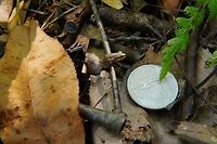 Spring Peeper (Pseudacris crucifer) US Quarter for scale. Not perfect, since I didn't keep the same angle for both shots (and unfortunately I scared it away when pulling out the quarter), but close enough that it gives a  good idea on how tiny this guy was.<br />
<br />
For more detail:<br />
http://www.jungledragon.com/image/32475/american_toad_anaxyrus_americanus.html Amphibian,Animal,Anura,Chorus Frog,Coin,Frog,Geotagged,Hylidae,Money,Nature,Pseudacris,Pseudacris crucifer,Spring peeper,Summer,US Quarter,United States,Vertebrate