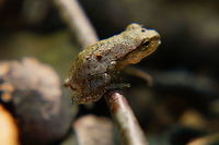 Spring peeper (Pseudacris crucifer) I *thought* this guy is the new record for the smallest American Toad I've seen so far... but I was wrong! It's a Spring Peeper (which explains the tiny size a lot more)!<br />
<br />
For a better idea on the scale:<br />
http://www.jungledragon.com/image/32474/american_toad_anaxyrus_americanus.html Amphibian,Animal,Anura,Chorus Frog,Frog,Geotagged,Hylidae,Nature,Pseudacris,Pseudacris crucifer,Spring peeper,United States,Vertebrate