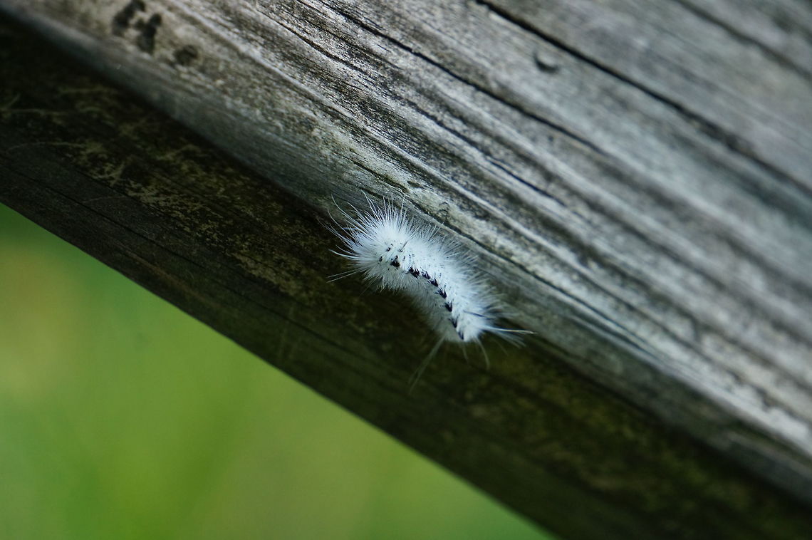 Hickory tussock moth (Lophocampa caryae)  Animal,Arctiidae,Arthropod,Caterpillar,Erebid moth,Geotagged,Hickory tussock moth,Insect,Lepidoptera,Lophocampa,Lophocampa caryae,Moth,Nature,United States