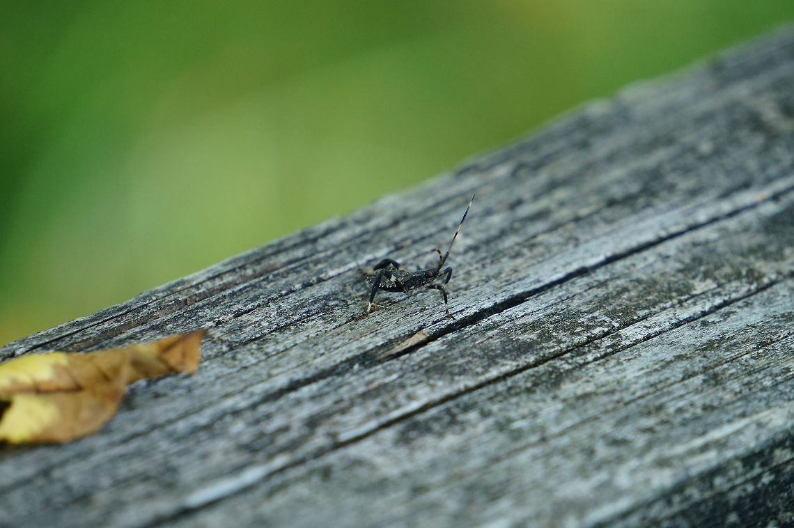 Acanthocephala terminalis nymph  Acanthocephala,Acanthocephala terminalis,Animal,Arthropod,Coreidae,Geotagged,Hemiptera,Insect,Juvenile,Leaf-footed bug,Mendon Ponds County Park,Nature,New York State,Nymph,Rochester,True Bug,United States,United States of America