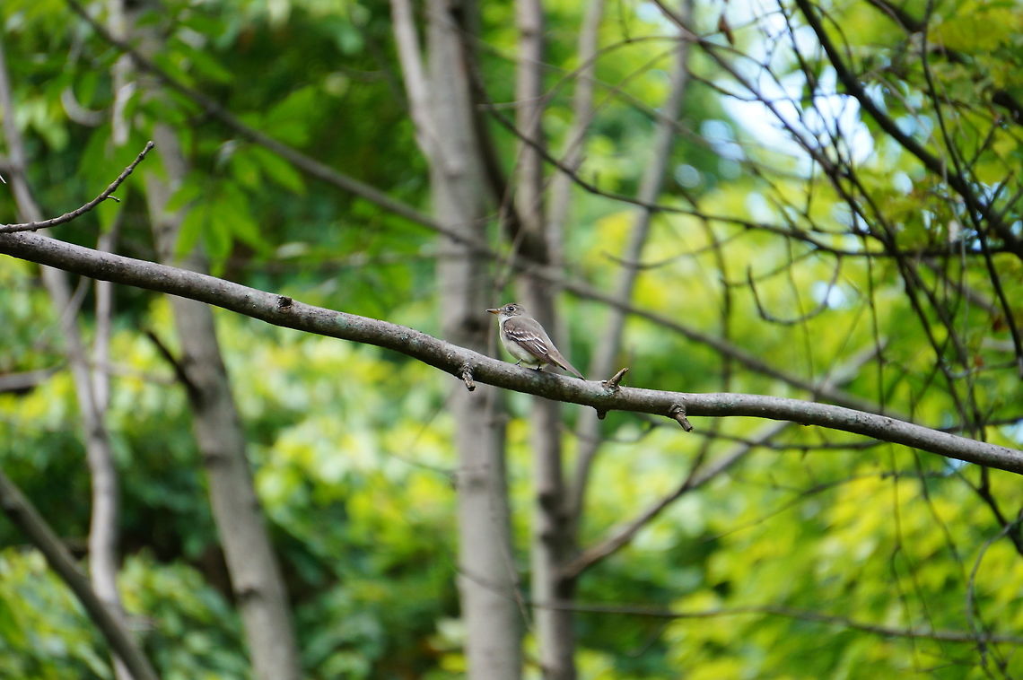 Willow flycatcher (Empidonax traillii)  Animal,Bird,Empidonax,Empidonax traillii,Geotagged,Nature,Passeriformes,Perching Bird,Tyrannidae,Tyrant flycatcher,United States,Vertebrate,Willow flycatcher