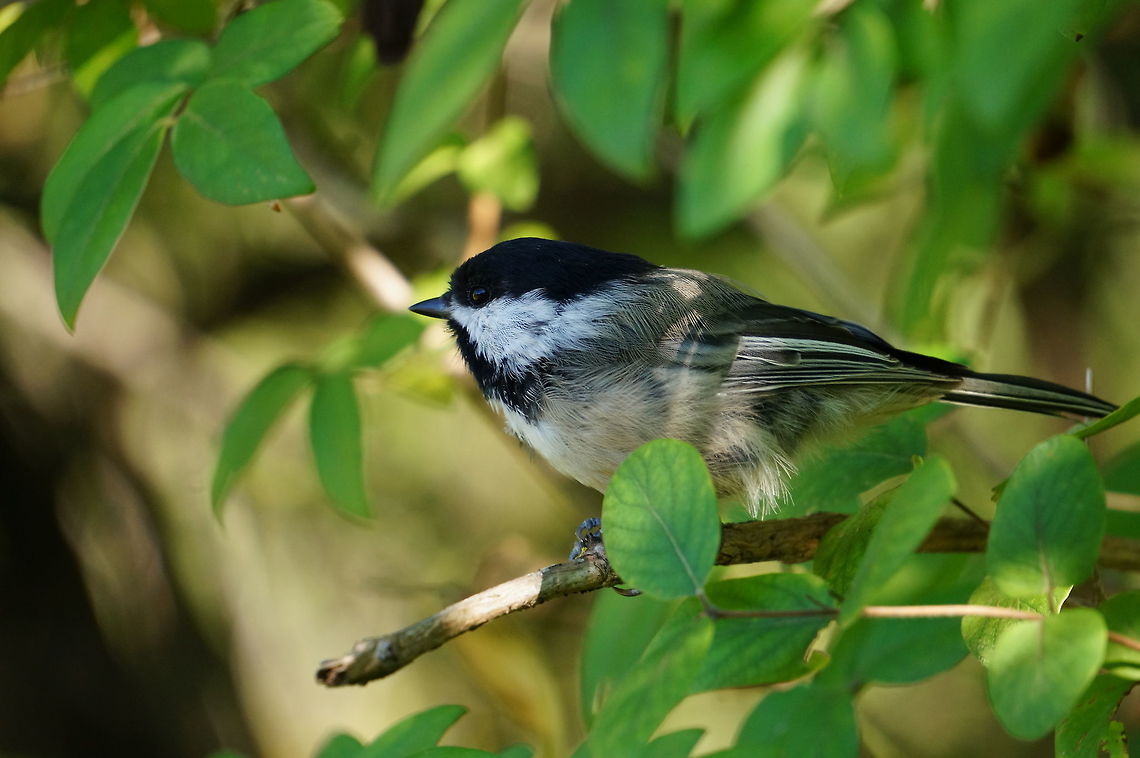 Black-capped Chickadee (Poecile atricapillus)  Animal,Bird,Black-Capped Chickadee,Black-capped Chickadee,Chickadee,Geotagged,Nature,Paridae,Passeri,Passeriformes,Perching Bird,Poecile,Poecile atricapillus,Songbird,Tit,United States,Vertebrate