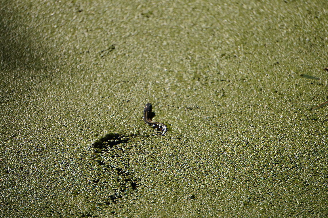 Swimming Eastern Garter Snake (Thamnophis sirtalis sirtalis)  Animal,Colubridae,Common Garter Snake,Eastern Garter Snake,Garter snake,Geotagged,Natricinae,Nature,Reptile,Scaled Reptile,Serpentes,Snake,Squamata,Thamnophis,Thamnophis sirtalis,Thamnophis sirtalis sirtalis,United States,Vertebrate