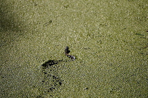 Swimming Eastern Garter Snake (Thamnophis sirtalis sirtalis)  Animal,Colubridae,Common Garter Snake,Eastern Garter Snake,Garter snake,Geotagged,Natricinae,Nature,Reptile,Scaled Reptile,Serpentes,Snake,Squamata,Thamnophis,Thamnophis sirtalis,Thamnophis sirtalis sirtalis,United States,Vertebrate