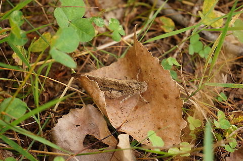 Carolina Grasshopper (Dissosteira carolina)  Acrididae,Animal,Arthropod,Caelifera,Carolina Grasshopper,Carolina grasshopper,Dissosteira,Dissosteira carolina,Geotagged,Grasshopper,Insect,Mendon Ponds County Park,Nature,New York State,Rochester,United States,United States of America