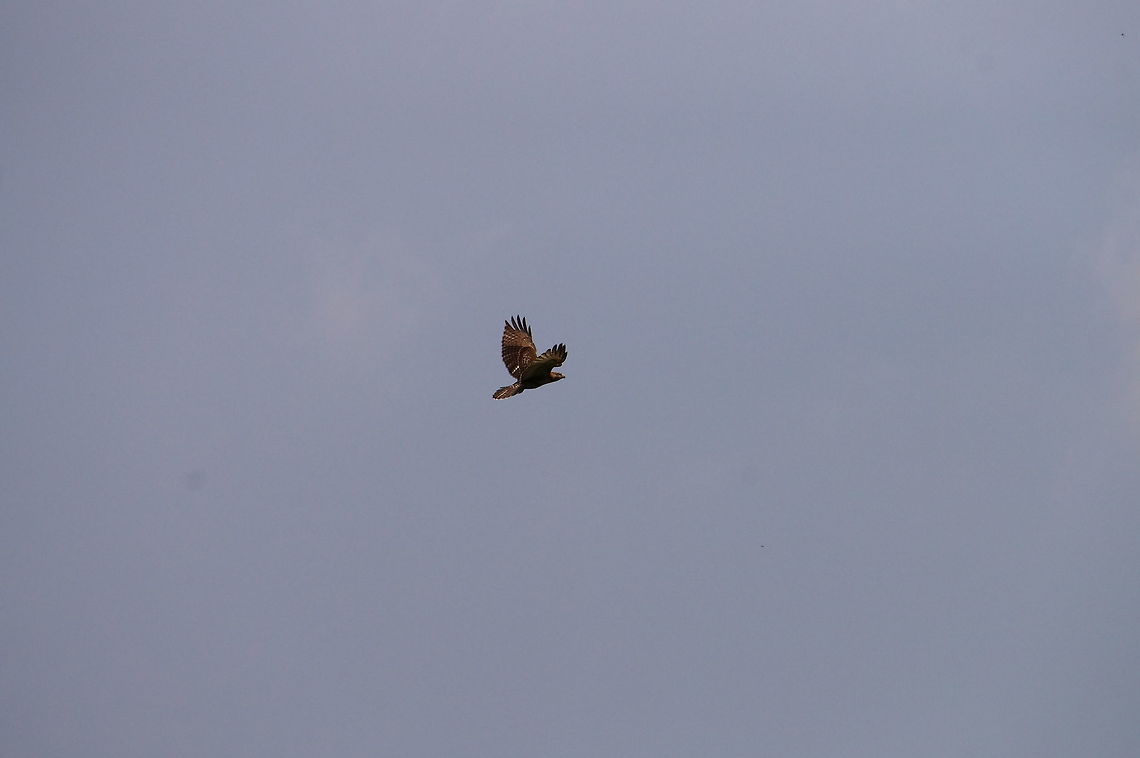Red-tailed Hawk (Buteo jamaicensis)  Accipitridae,Accipitriformes,Animal,Bird,Buteo,Buteo jamaicensis,Geotagged,Hawk,Nature,Red-tailed Hawk,Red-tailed hawk,United States,Vertebrate