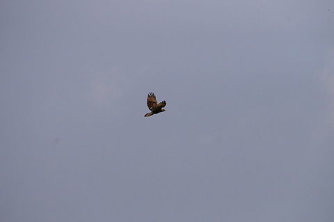 Red-tailed Hawk (Buteo jamaicensis)  Accipitridae,Accipitriformes,Animal,Bird,Buteo,Buteo jamaicensis,Geotagged,Hawk,Nature,Red-tailed Hawk,Red-tailed hawk,United States,Vertebrate