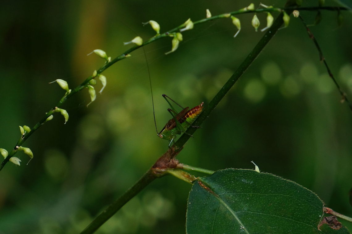 Short-winged Meadow Katydid (Conocephalus brevipennis)  Animal,Arthropod,Conocephalus,Conocephalus brevipennis,Geotagged,Insect,Nature,Orthoptera,Short-winged Meadow Katydid,Short-winged meadow katydid,Tettigoniidae,United States