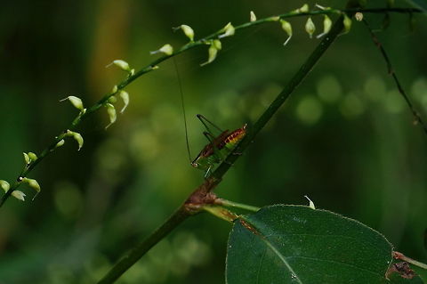 Short-winged Meadow Katydid (Conocephalus brevipennis)  Animal,Arthropod,Conocephalus,Conocephalus brevipennis,Geotagged,Insect,Nature,Orthoptera,Short-winged Meadow Katydid,Short-winged meadow katydid,Tettigoniidae,United States