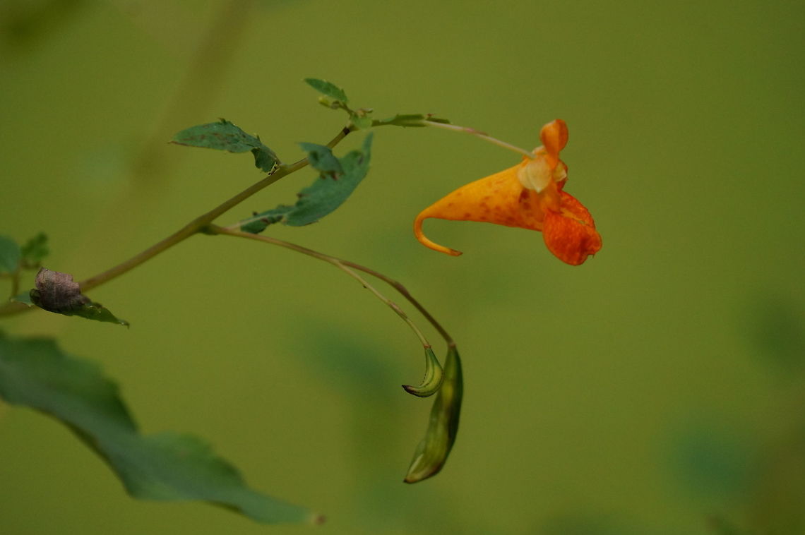 Orange Jewelweed (Impatiens capensis)  Angiospermae,Balsaminaceae,Ericales,Flower,Flowering Plant,Geotagged,Henrietta,Impatiens,Impatiens capensis,Nature,New York State,Orange Jewelweed,Plant,Rochester,Tinker Nature Park,United States,United States of America