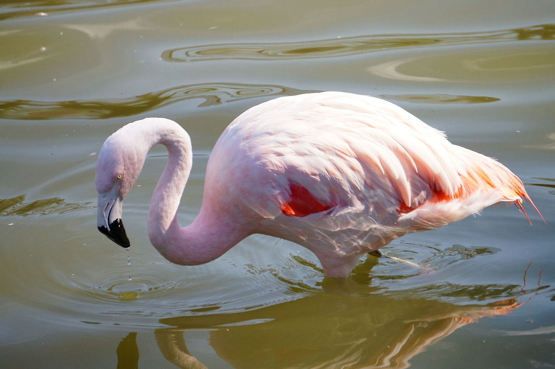 Chilean Flamingo (Phoenicopterus chilensis)  Animal,Bird,Chilean Flamingo,Flamingo,Geotagged,Nature,New York State,Phoenicopteridae,Phoenicopteriformes,Phoenicopterus,Phoenicopterus chilensis,Rosamond Gifford Zoo,Syracuse,United States,United States of America,Vertebrate,Zoo
