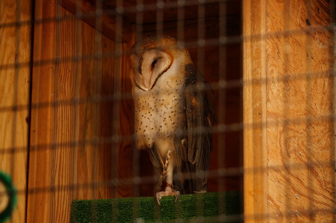 Otis the Barn Owl  Animal,Barn Owl,Bird,Common Barn Owl,Geotagged,Nature,New York State,Otis,Owl,Rosamond Gifford Zoo,Strigiformes,Syracuse,Tyto,Tyto alba,Tytonidae,United States,United States of America,Vertebrate,Zoo
