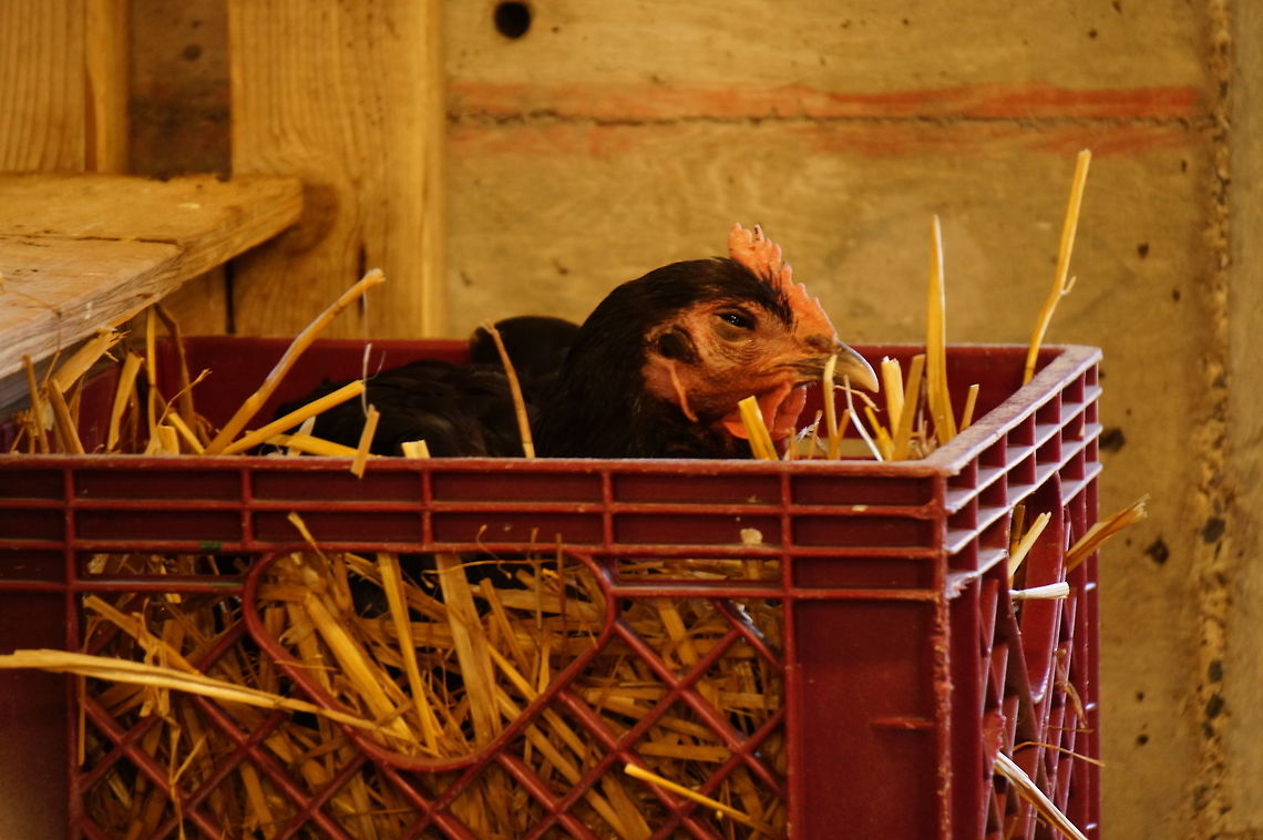 Chicken (Gallus Gallus Domesticus)  Animal,Bird,Chicken,Domestic Chicken,Galliformes,Gallus,Gallus gallus,Gallus gallus domesticus,Gallus gallus var. domesticus,Geotagged,Junglefowl,Nature,New York State,Phasianidae,Red junglefowl,Rosamond Gifford Zoo,Syracuse,United States,United States of America,Vertebrate
