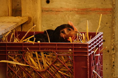 Chicken (Gallus Gallus Domesticus)  Animal,Bird,Chicken,Domestic Chicken,Galliformes,Gallus,Gallus gallus,Gallus gallus domesticus,Gallus gallus var. domesticus,Geotagged,Junglefowl,Nature,New York State,Phasianidae,Red junglefowl,Rosamond Gifford Zoo,Syracuse,United States,United States of America,Vertebrate