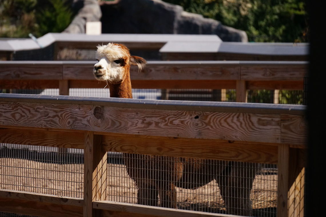 Alpaca (Vicugna pacos)  Alpaca,Animal,Artiodactyla,Camelidae,Even-toed ungulate,Geotagged,Mammal,Nature,New York State,Rosamond Gifford Zoo,Syracuse,United States,United States of America,Vertebrate,Vicugna,Vicugna pacos,Zoo
