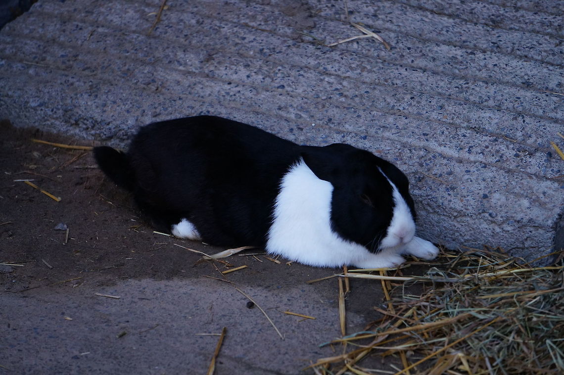 Johann the Black Dutch Rabbit  Animal,Black Dutch Rabbit,Domestic rabbit,European Rabbit,Geotagged,Johann,Lagomorpha,Leporidae,Mammal,Nature,New York State,Oryctolagus,Oryctolagus cuniculus,Rabbit,Rosamond Gifford Zoo,Syracuse,United States,United States of America,Vertebrate