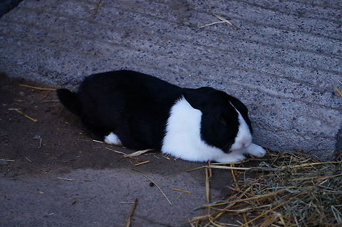 Johann the Black Dutch Rabbit  Animal,Black Dutch Rabbit,Domestic rabbit,European Rabbit,Geotagged,Johann,Lagomorpha,Leporidae,Mammal,Nature,New York State,Oryctolagus,Oryctolagus cuniculus,Rabbit,Rosamond Gifford Zoo,Syracuse,United States,United States of America,Vertebrate