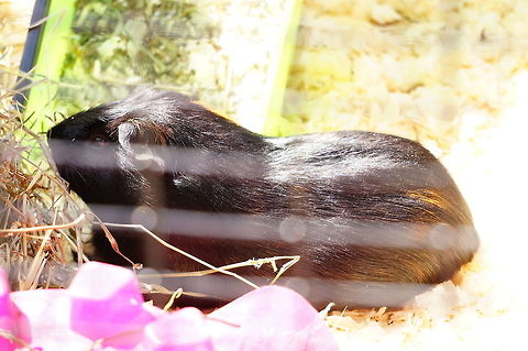 Guinea Pig (Cavia porcellus) I believe this one is named Larry, but it might also be Curly or Moreen (the Zoo only had a photo of Larry displayed, and it wasn't detailed enough to tell for sure if it was the same guy without knowing what the other two look like). Animal,Cavia,Cavia porcellus,Caviidae,Geotagged,Guinea pig,Mammal,Nature,New York State,Rodent,Rodentia,Rosamond Gifford Zoo,Syracuse,United States,United States of America,Vertebrate,Zoo