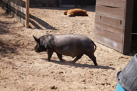 Guinea Hog (Sus scrofa)  Animal,Artiodactyla,Even-toed ungulate,Geotagged,Guinea Hog,Hog,Mammal,Nature,New York State,Pig,Razorback,Rosamond Gifford Zoo,Suidae,Sus,Sus scrofa,Syracuse,United States,United States of America,Vertebrate,Wild Boar