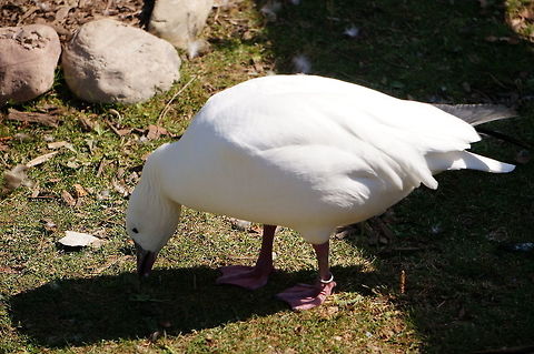 Snow Goose (Chen caerulescens)  Anatidae,Animal,Anseriformes,Anserini,Bird,Chen,Chen caerulescens,Geotagged,Goose,Nature,New York State,Rosamond Gifford Zoo,Snow Goose,Snow goose,Syracuse,United States,United States of America,Vertebrate,White Goose,Zoo