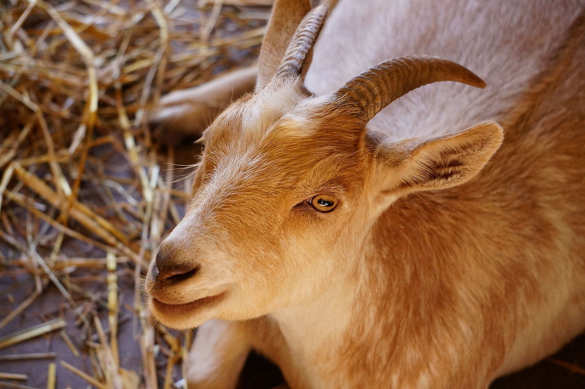 Domestic Goat (Capra aegagrus hircus)  Animal,Artiodactyla,Bovidae,Capra,Capra aegagrus,Capra aegagrus hircus,Caprinae,Domestic Goat,Even-toed ungulate,Geotagged,Mammal,Nature,New York State,Rosamond Gifford Zoo,Syracuse,United States,United States of America,Vertebrate,Zoo