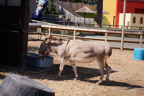 Miniature Mediterranean Donkey  African wild donkey,Animal,Asinus,Donkey,Equidae,Equine,Equus,Equus africanus,Equus africanus asinus,Geotagged,Mammal,Miniature Mediterranean Donkey,Nature,New York State,Odd-toed ungulate,Perissodactyla,Rosamond Gifford Zoo,Syracuse,United States,United States of America